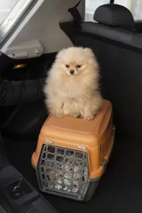 Cute Dog with Air Carrier