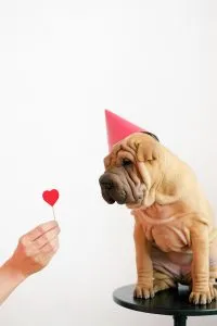 Pexels Shvetsa 4588047